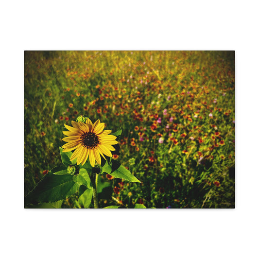 Lone Sunflower In Indian Blanket Field Matte Canvas, Stretched, 1.25"