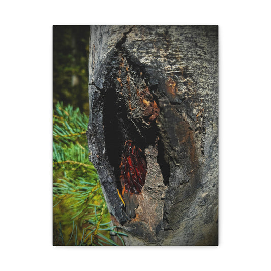Tree Knot Close-Up Canvas Wall Art — Rustic Nature Photography Print