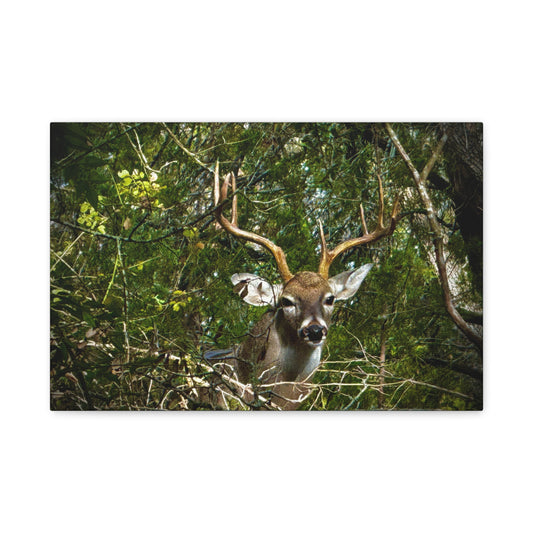 Deer in Forest Matte Canvas Wall Art — Stretched Nature Wildlife Print