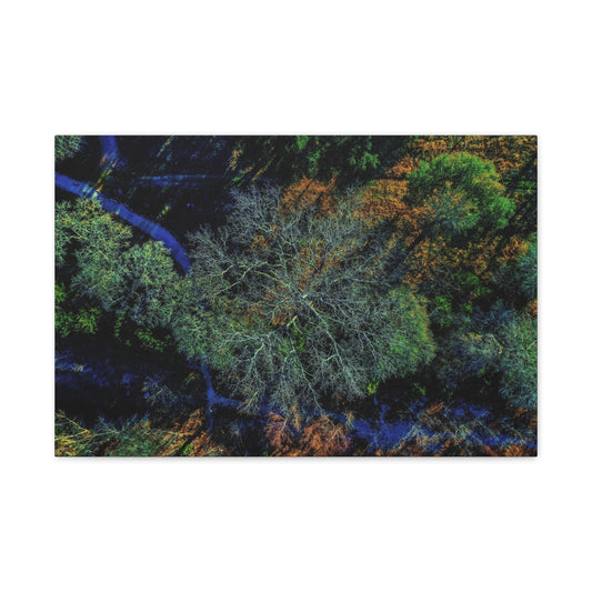Aerial Forest Canvas Print — Matte Stretched Wall Art