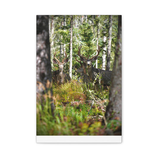 Deer in Forest Matte Canvas Print — Stretched Woodland Wildlife Wall Art