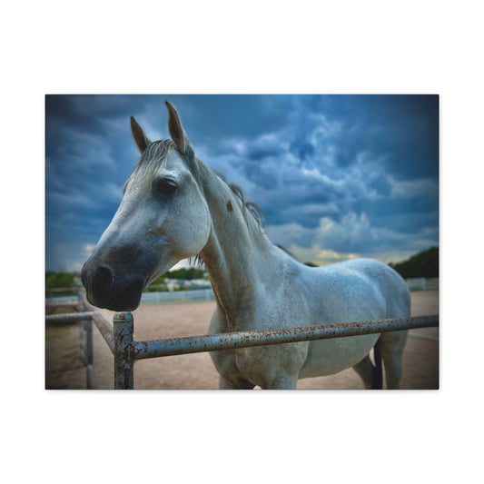 Stormy Sky White Horse - Coolio - Matte Canvas Print — Stretched Wall Art