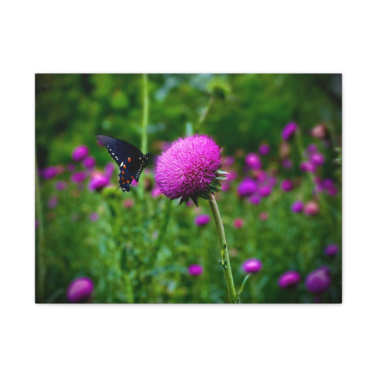 Butterfly on Pink Thistle Canvas Print — Floral Nature Wall Art