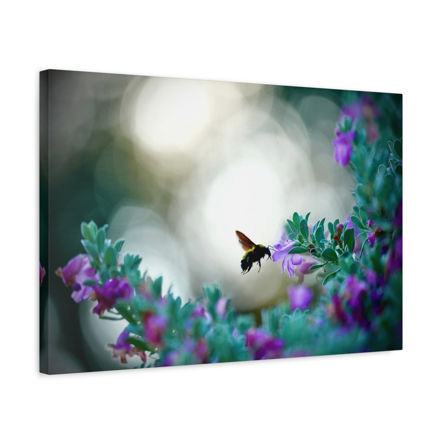 Bumble Bee in Bloom Matte Canvas Wall Art