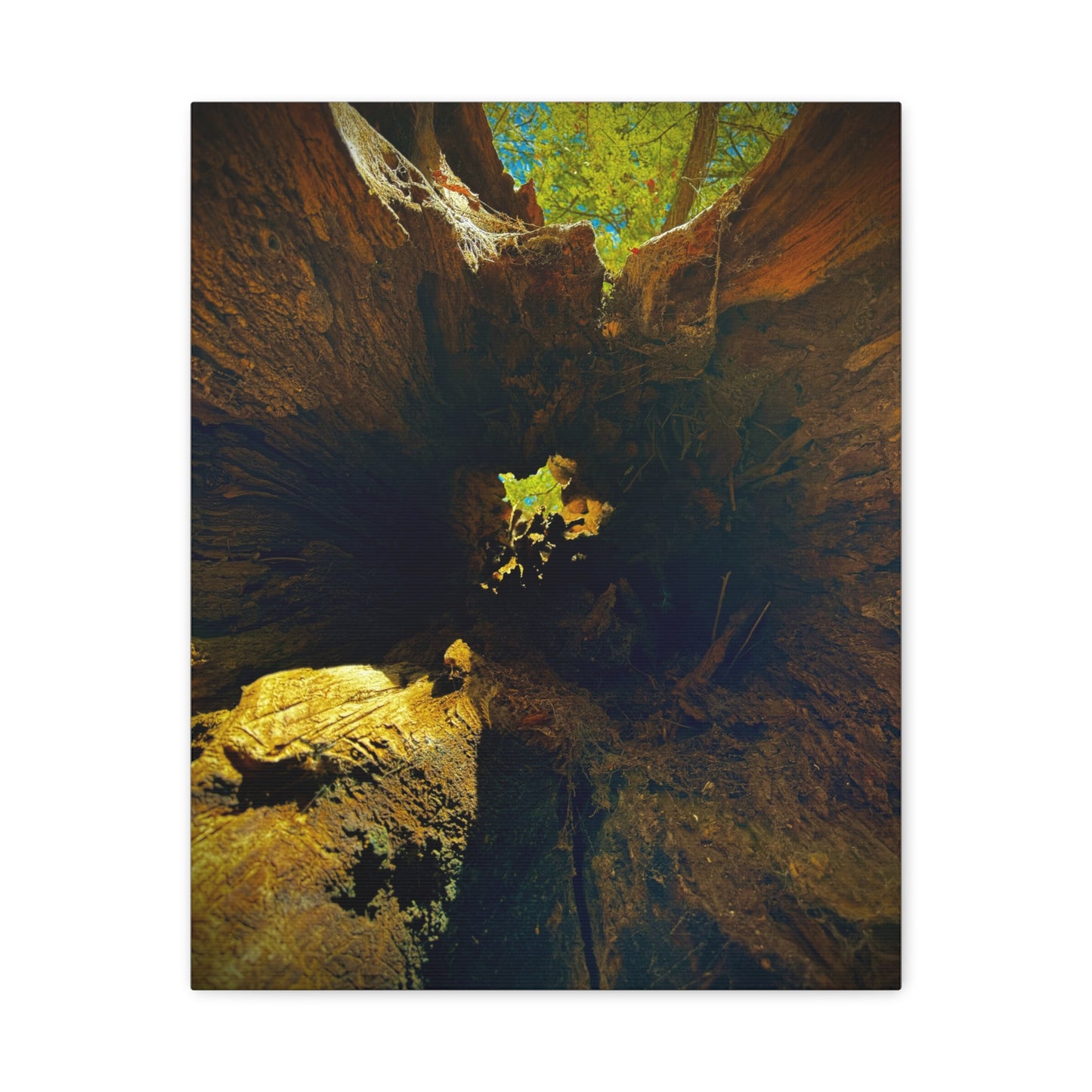 Forest Hollow Canvas Print — Matte Stretched Wall Art