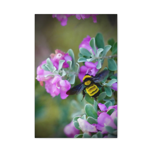 Bumblebee on Pink Flowers Matte Stretched Canvas