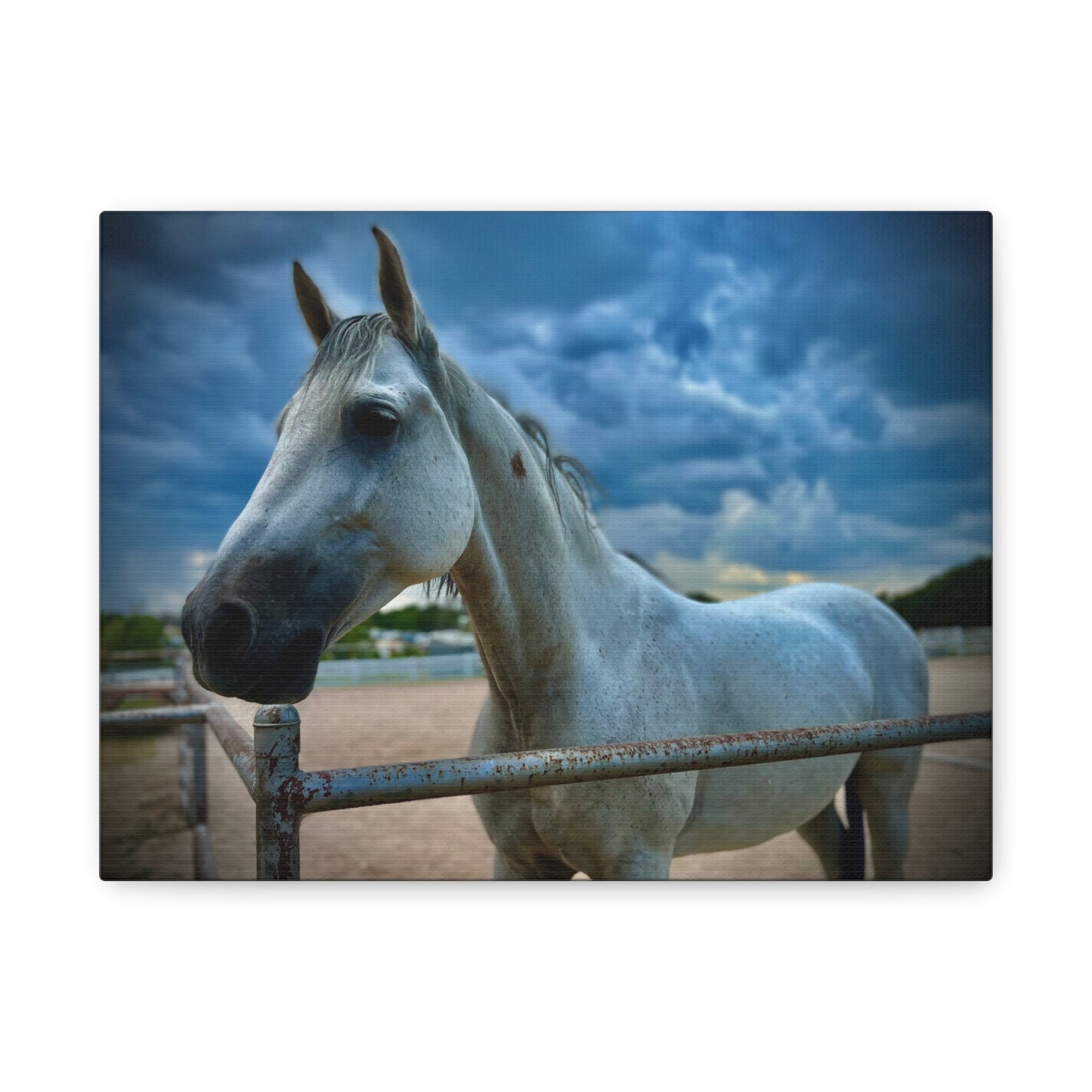 Stormy Sky White Horse - Coolio - Matte Canvas Print — Stretched Wall Art