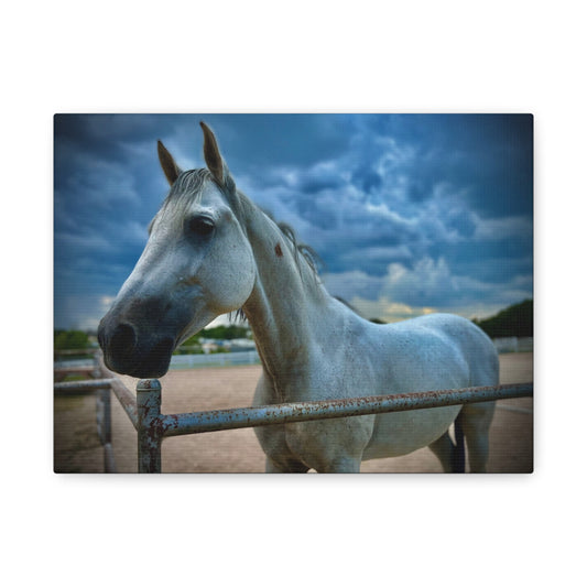 Stormy Sky White Horse - Coolio - Matte Canvas Print — Stretched Wall Art