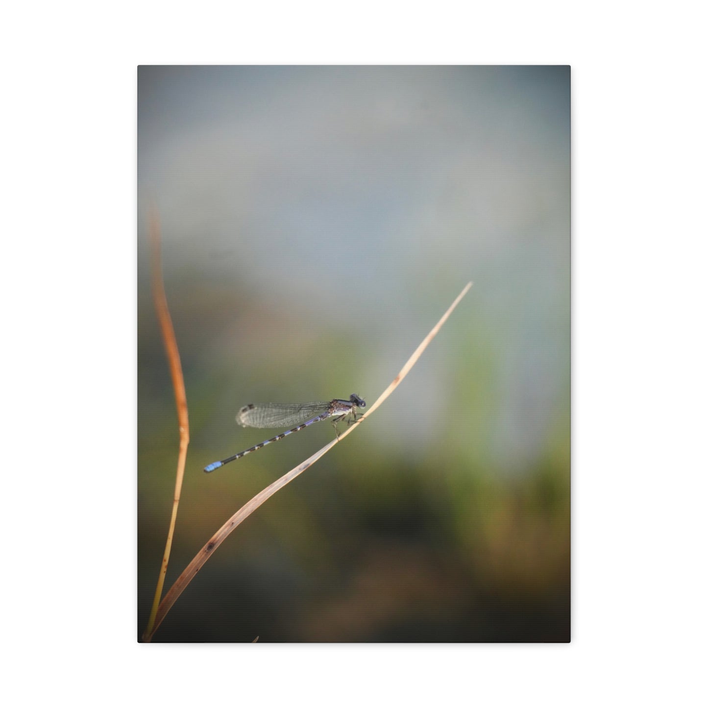 Dragonfly Meadow Matte Canvas Print – Stretched Wall Art