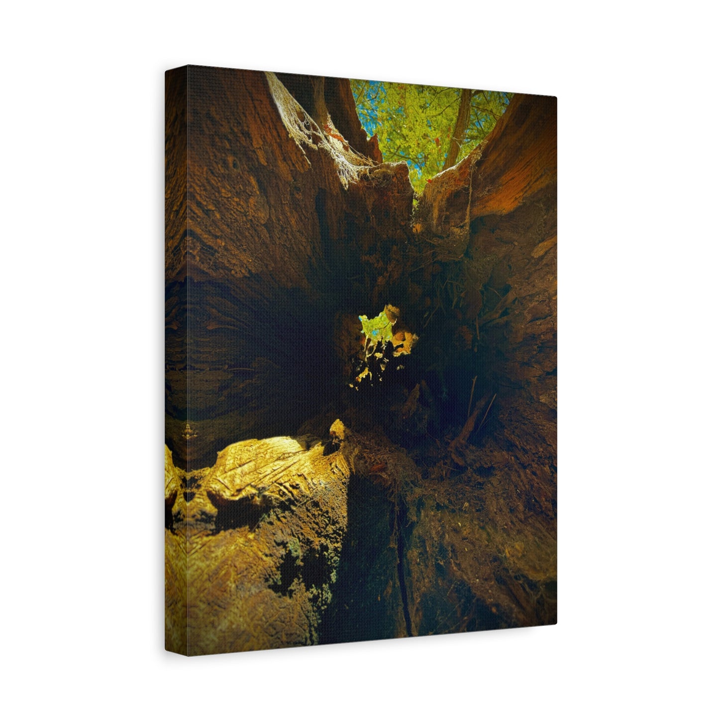 Forest Hollow Canvas Print — Matte Stretched Wall Art