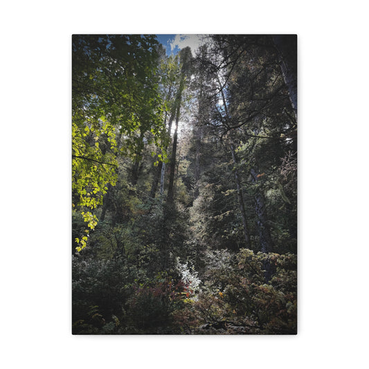 Forest Light Matte Canvas Print — Sunlit Woodland Wall Art (Stretched 1.25")