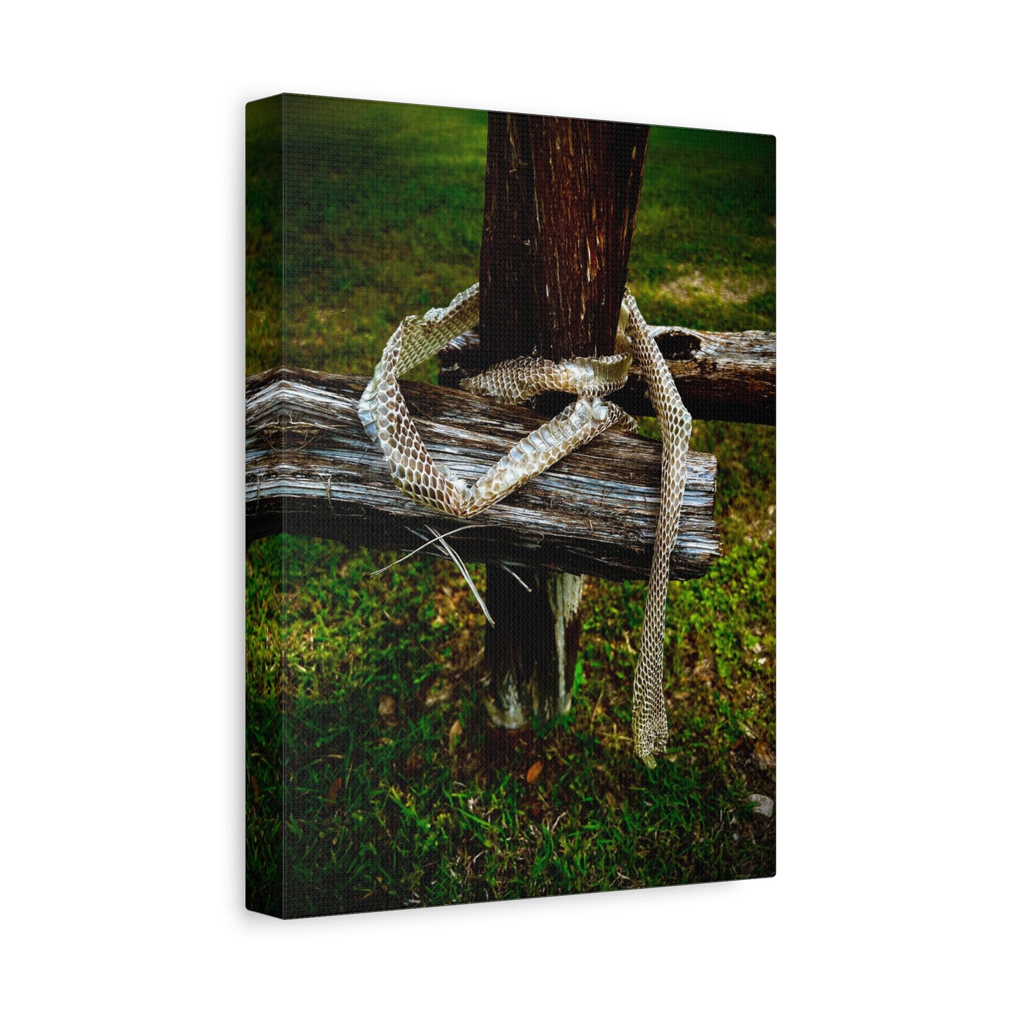 Snake Shed on Rustic Fence — Matte Stretched Canvas Wall Art