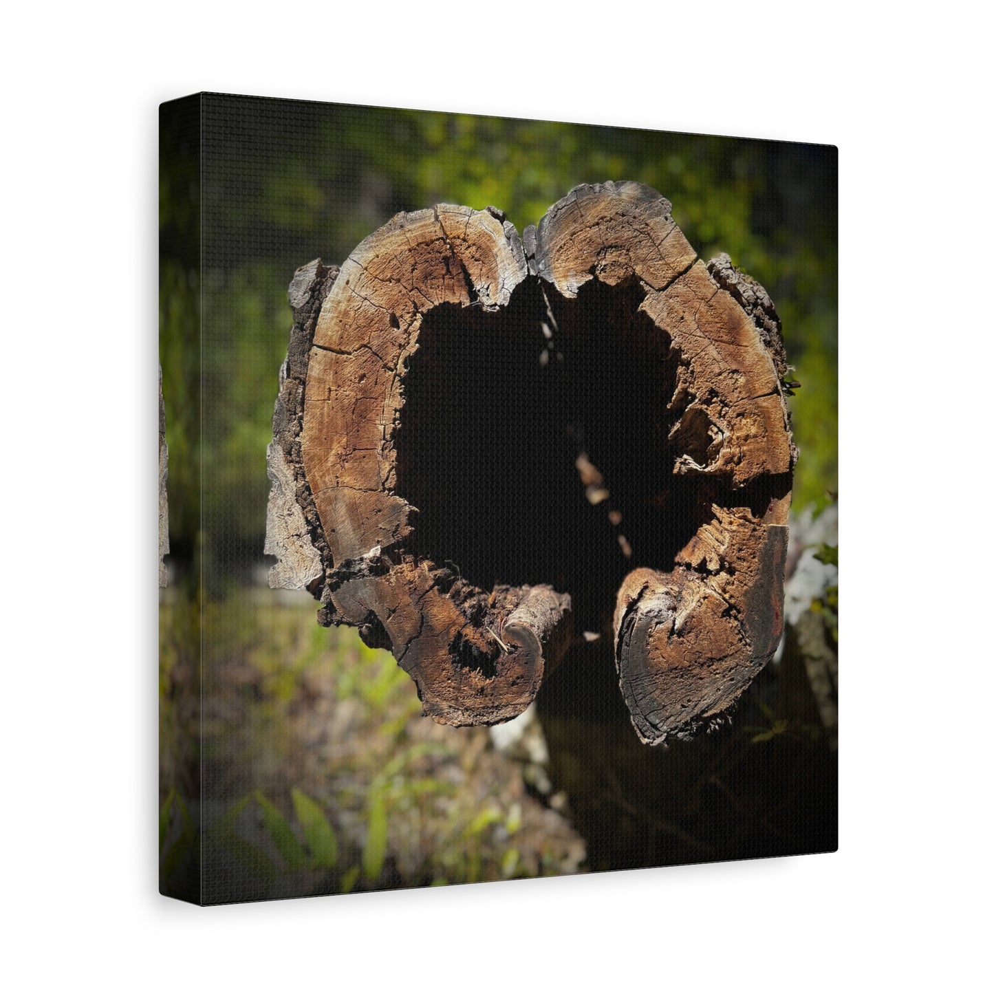 Heartwood Log Photo Canvas — Rustic Nature Wall Art