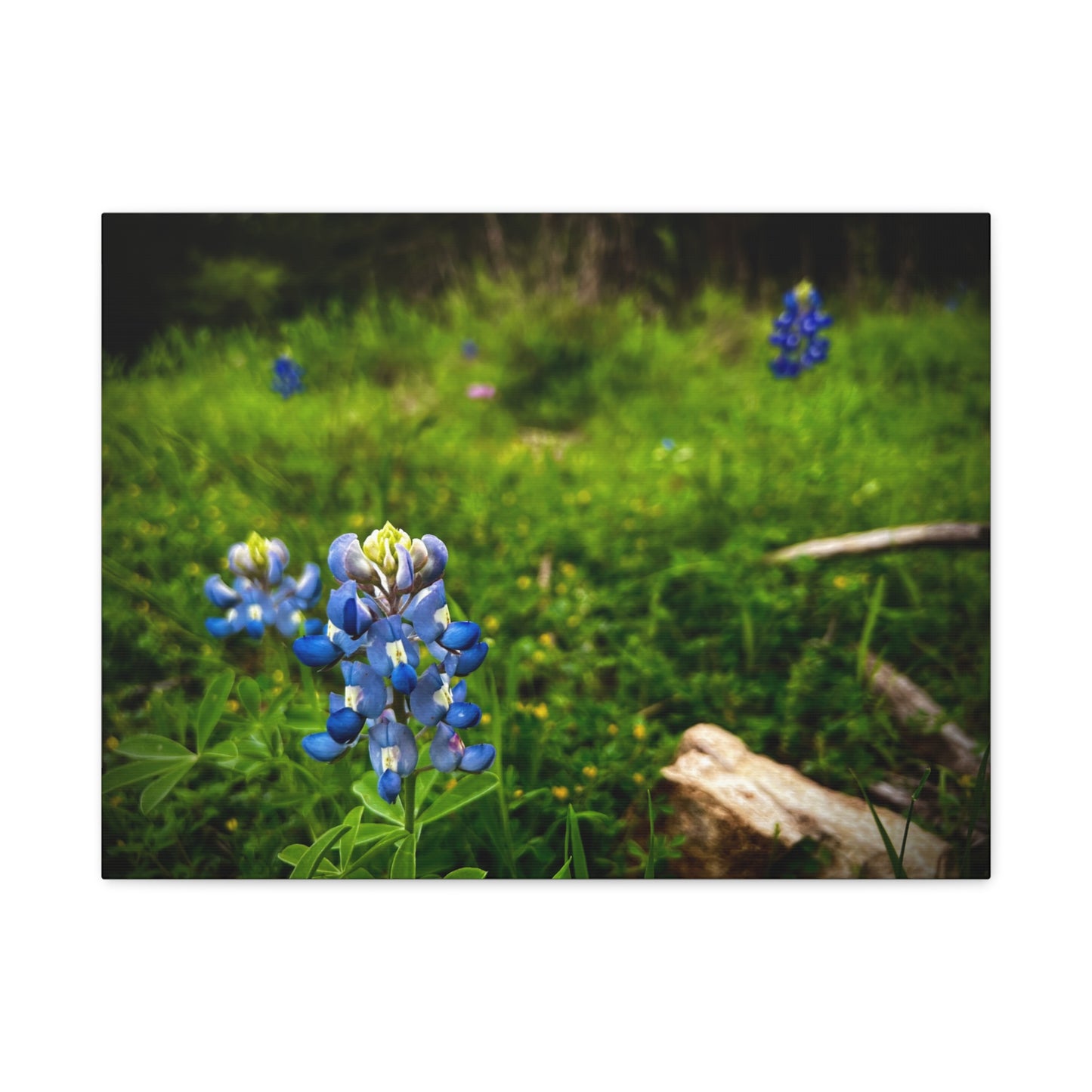 Bluebonnet Field Canvas Wall Art — Matte Stretched Floral Print