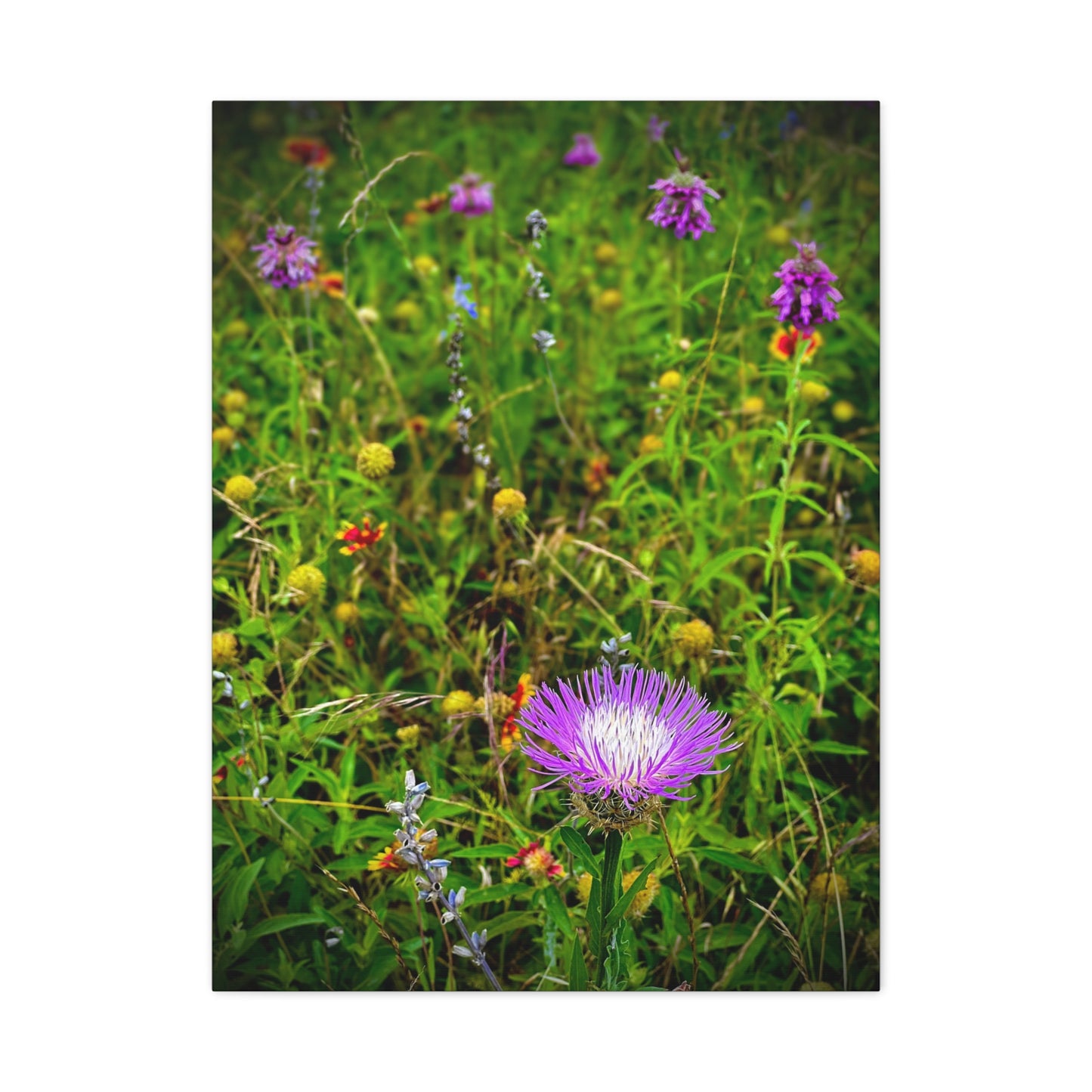 Wildflower Meadow Canvas Print — Stretched Matte Nature Wall Art