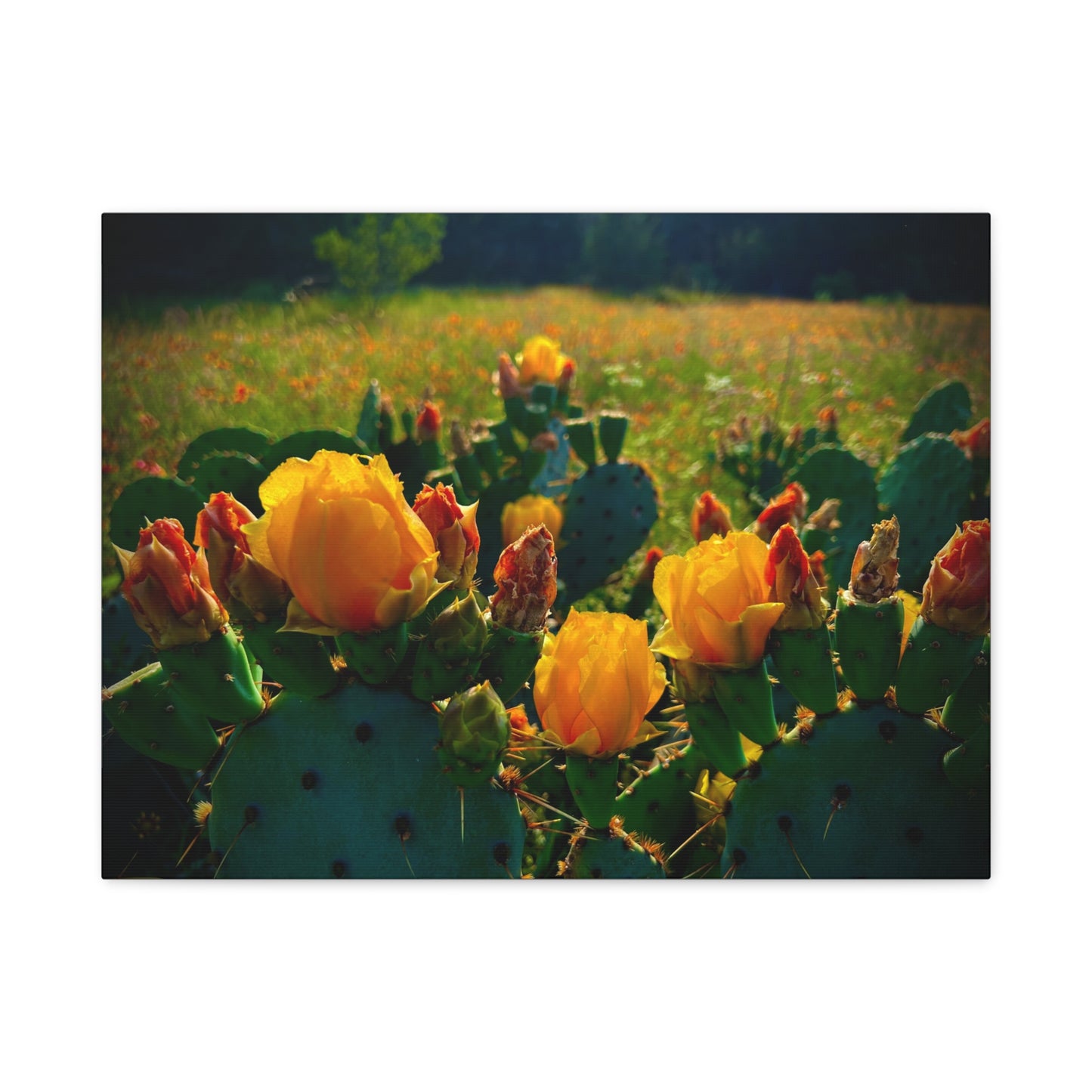 Prickly Pear Cactus Bloom Matte Canvas Print — Stretched Wall Art