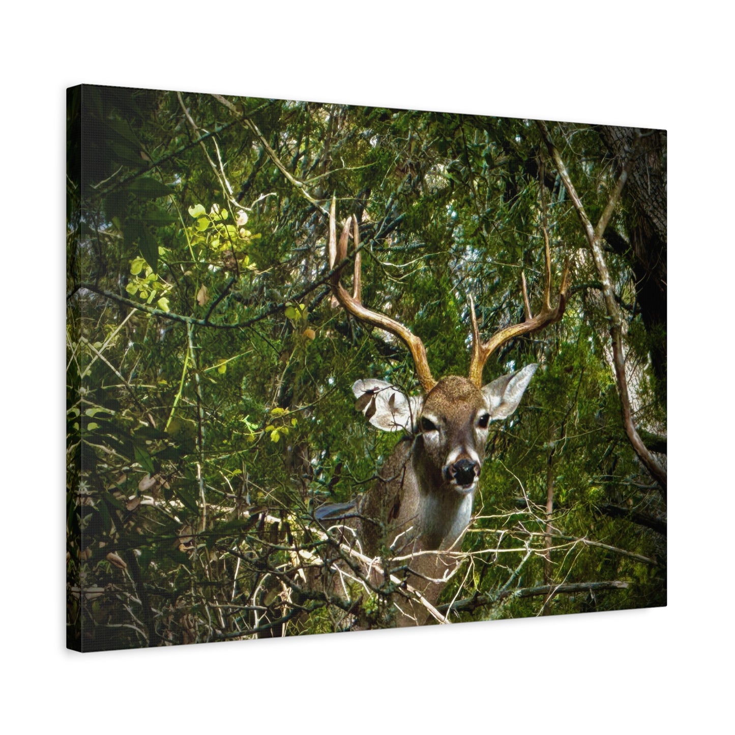 Deer in Forest Matte Canvas Wall Art — Stretched Nature Wildlife Print