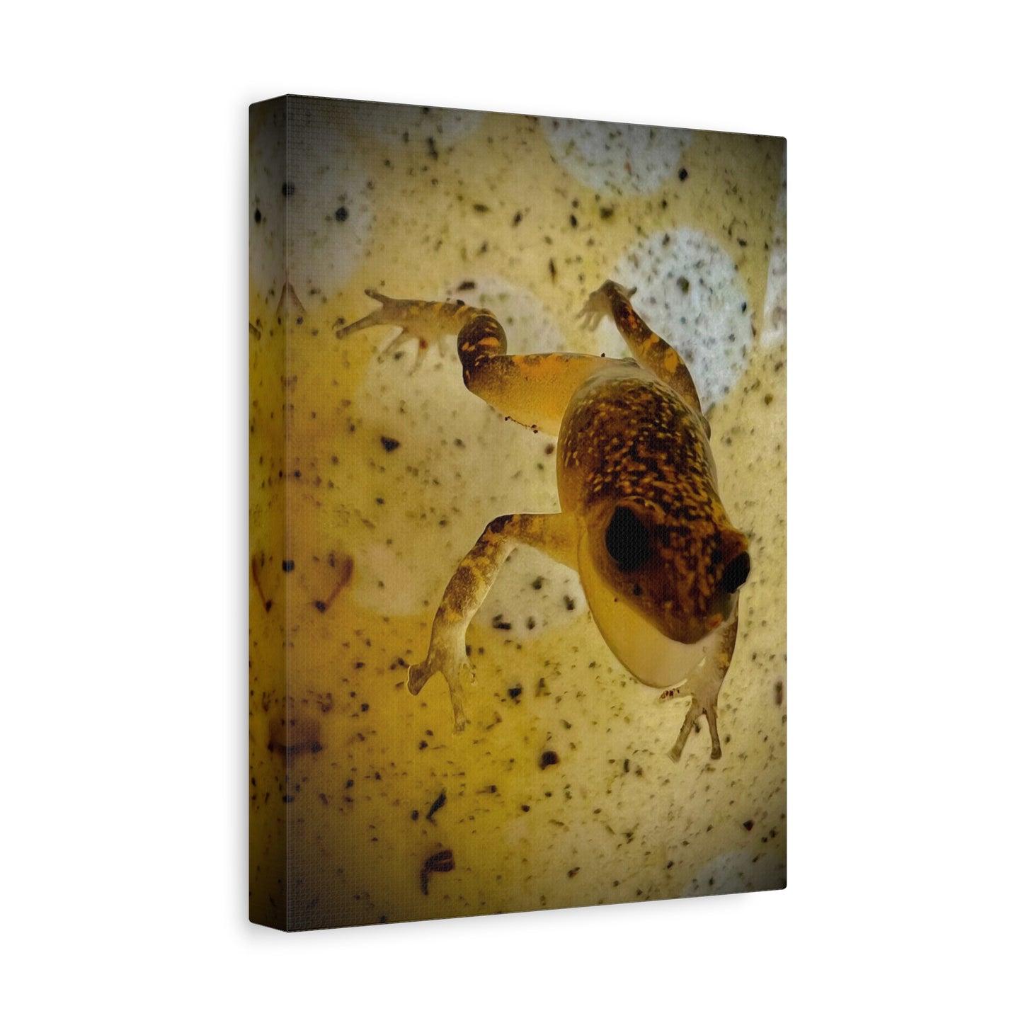 Golden Frog Canvas Wall Art — Close-Up Amphibian Photography