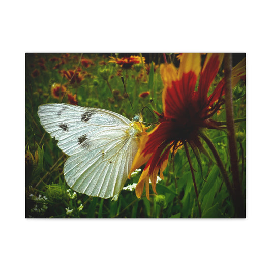 White Butterfly on Wildflower Canvas Print — Nature Wall Art, Garden Butterfly Photography