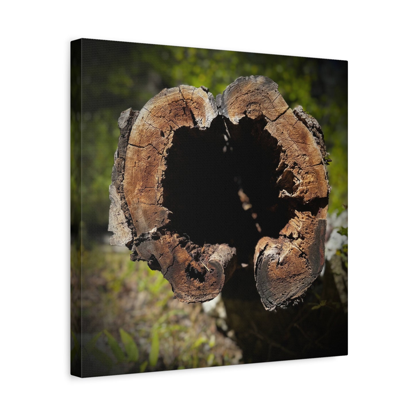 Heartwood Log Photo Canvas — Rustic Nature Wall Art