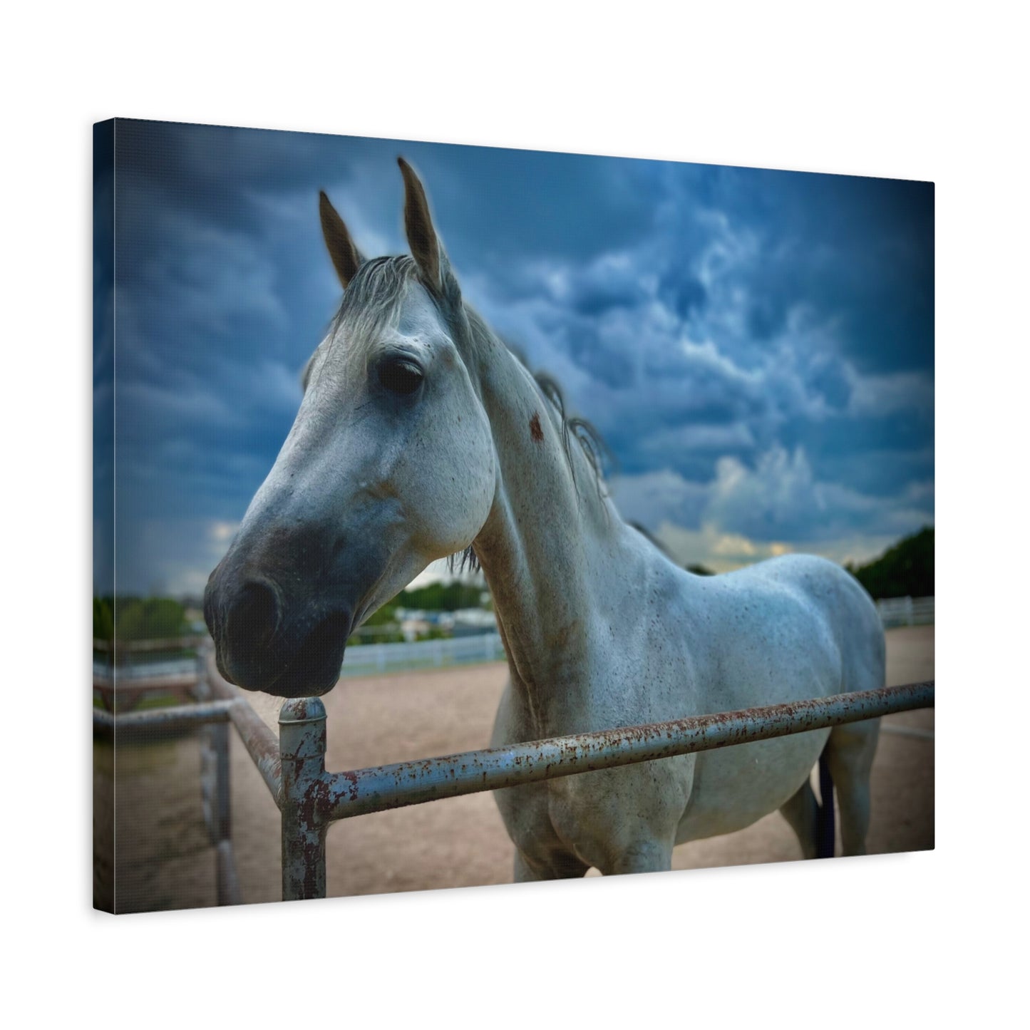 Stormy Sky White Horse - Coolio - Matte Canvas Print — Stretched Wall Art