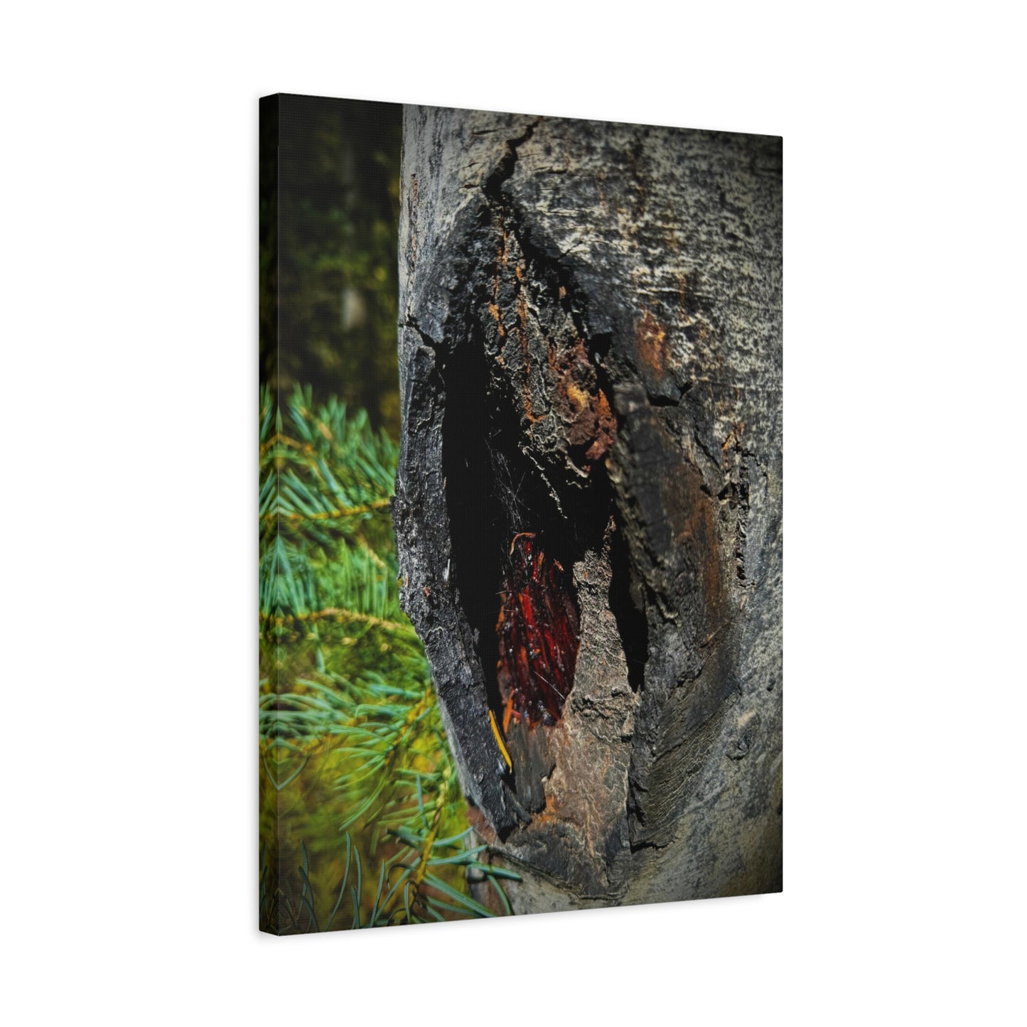 Tree Knot Close-Up Canvas Wall Art — Rustic Nature Photography Print