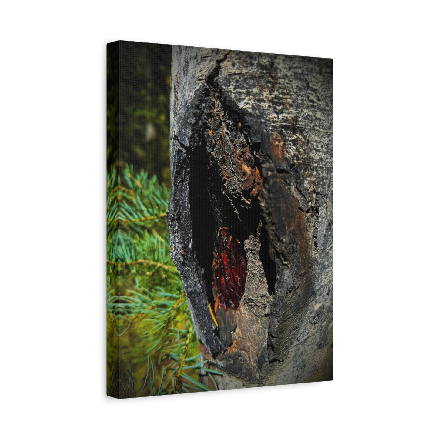 Tree Knot Close-Up Canvas Wall Art — Rustic Nature Photography Print
