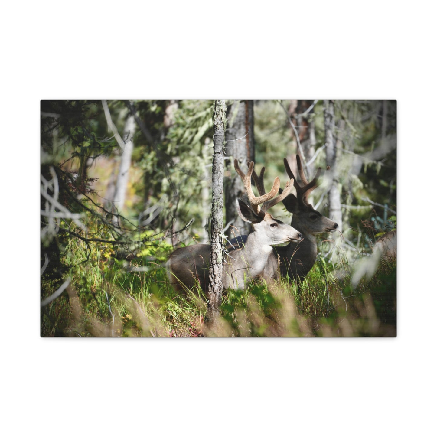 Deer in Woodland Matte Canvas Print — Stretched 1.25"