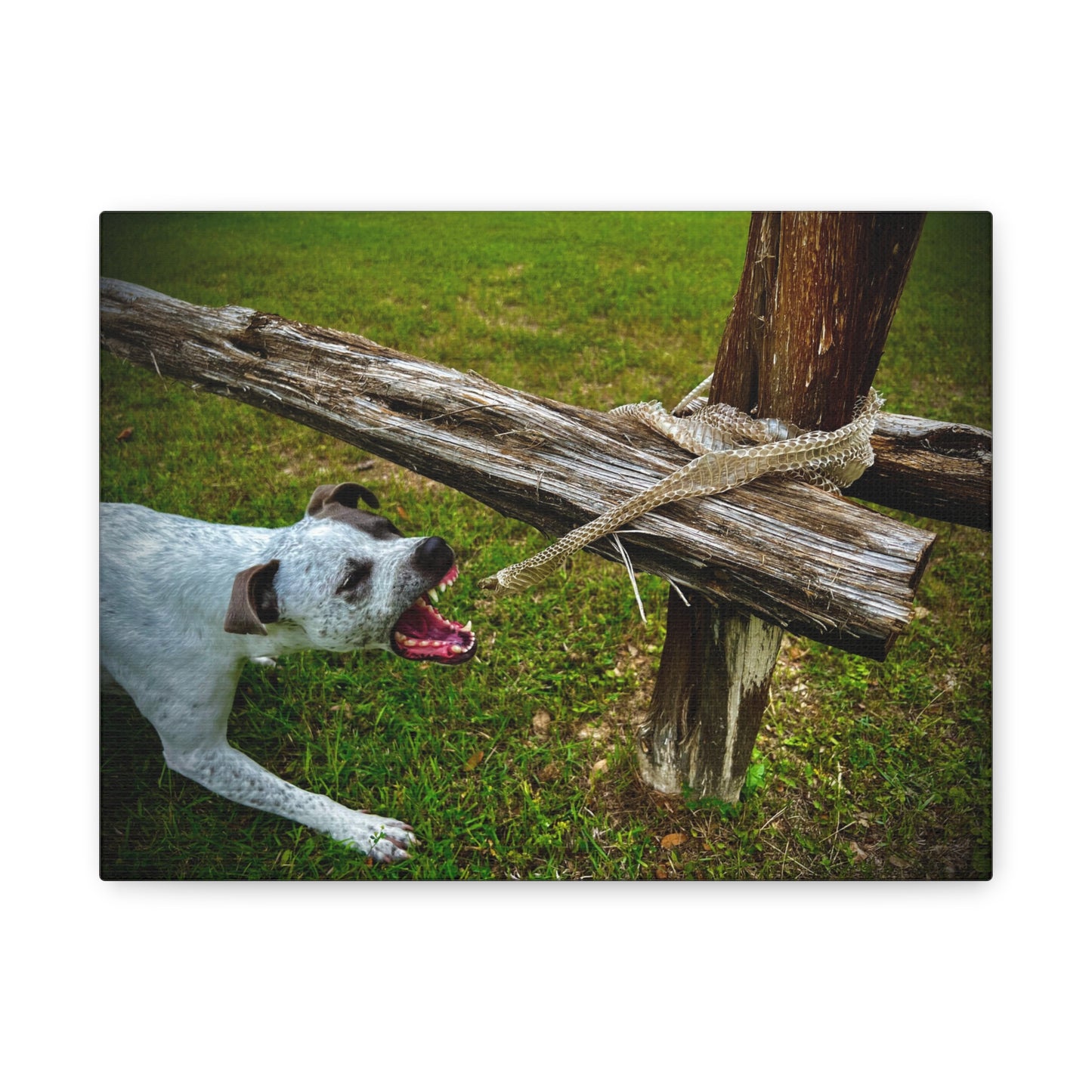 Dog Biting At Snake Skin Matte Canvas, Stretched, 1.25"