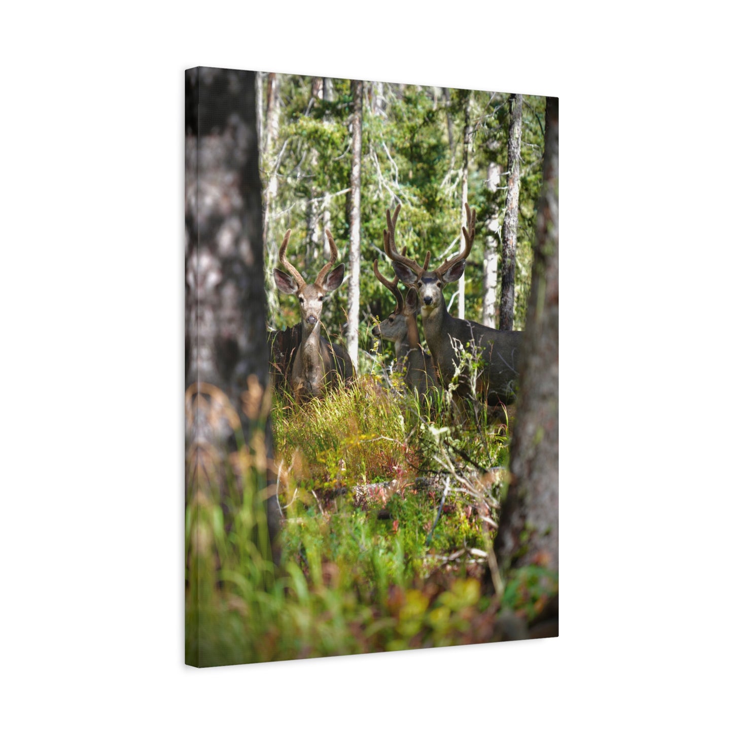 Deer in Forest Matte Canvas Print — Stretched Woodland Wildlife Wall Art