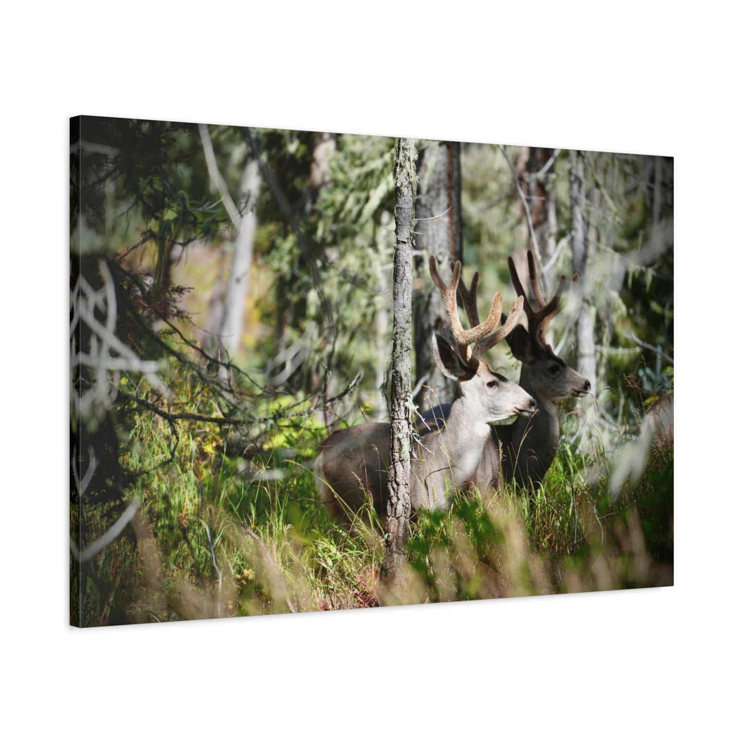 Deer in Woodland Matte Canvas Print — Stretched 1.25"