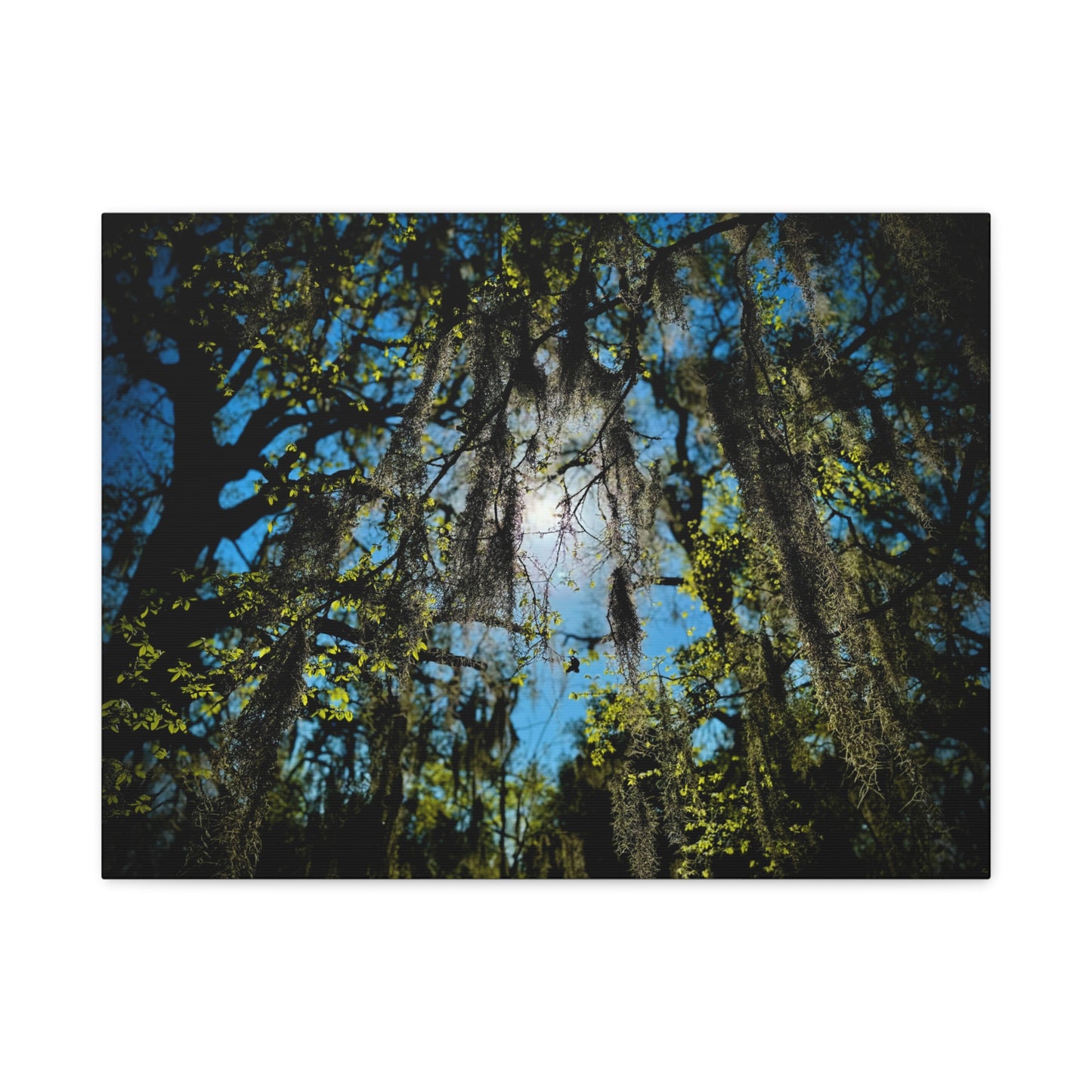 Spanish Moss Sunlight Matte Canvas Print — Stretched Wall Art (1.25")