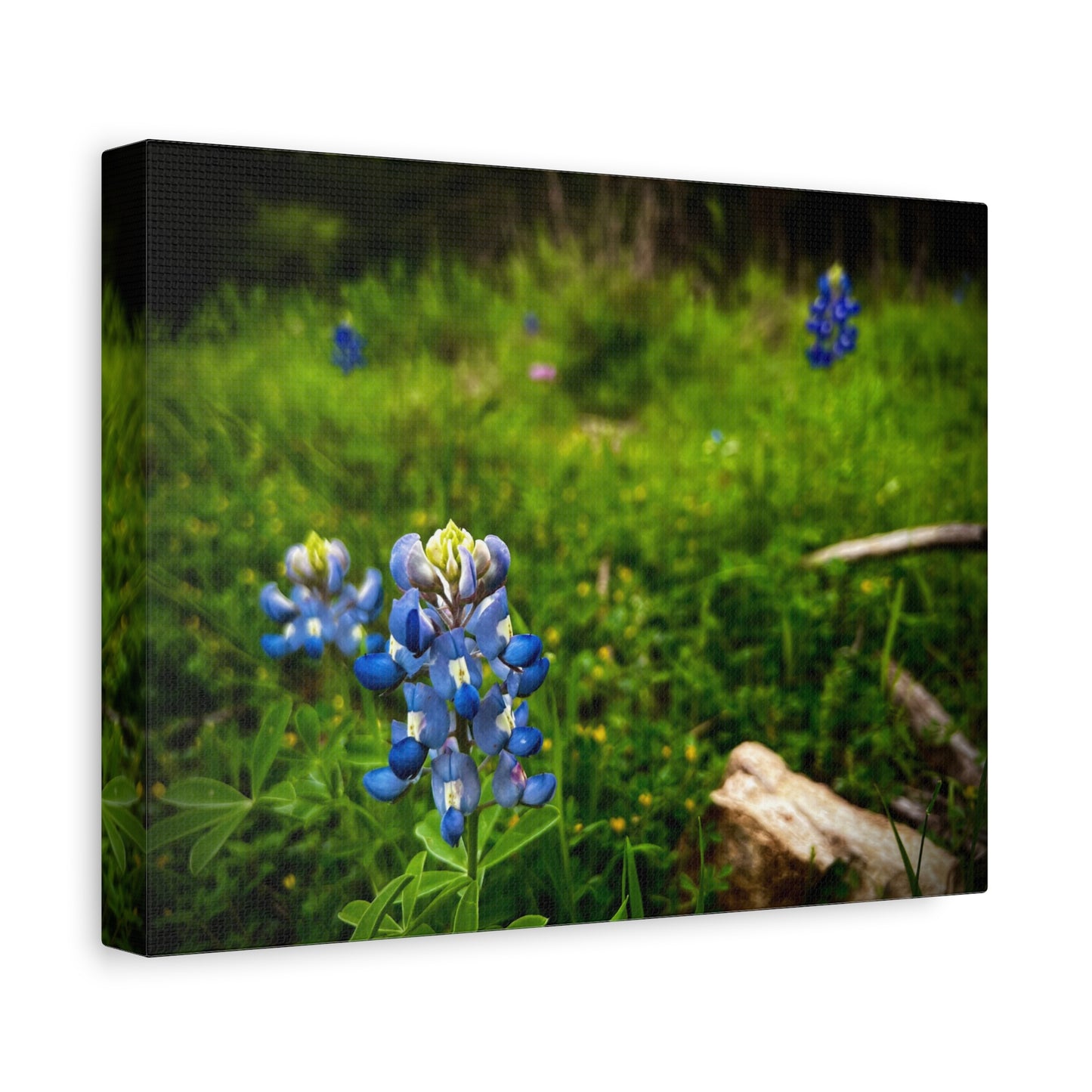 Bluebonnet Field Canvas Wall Art — Matte Stretched Floral Print