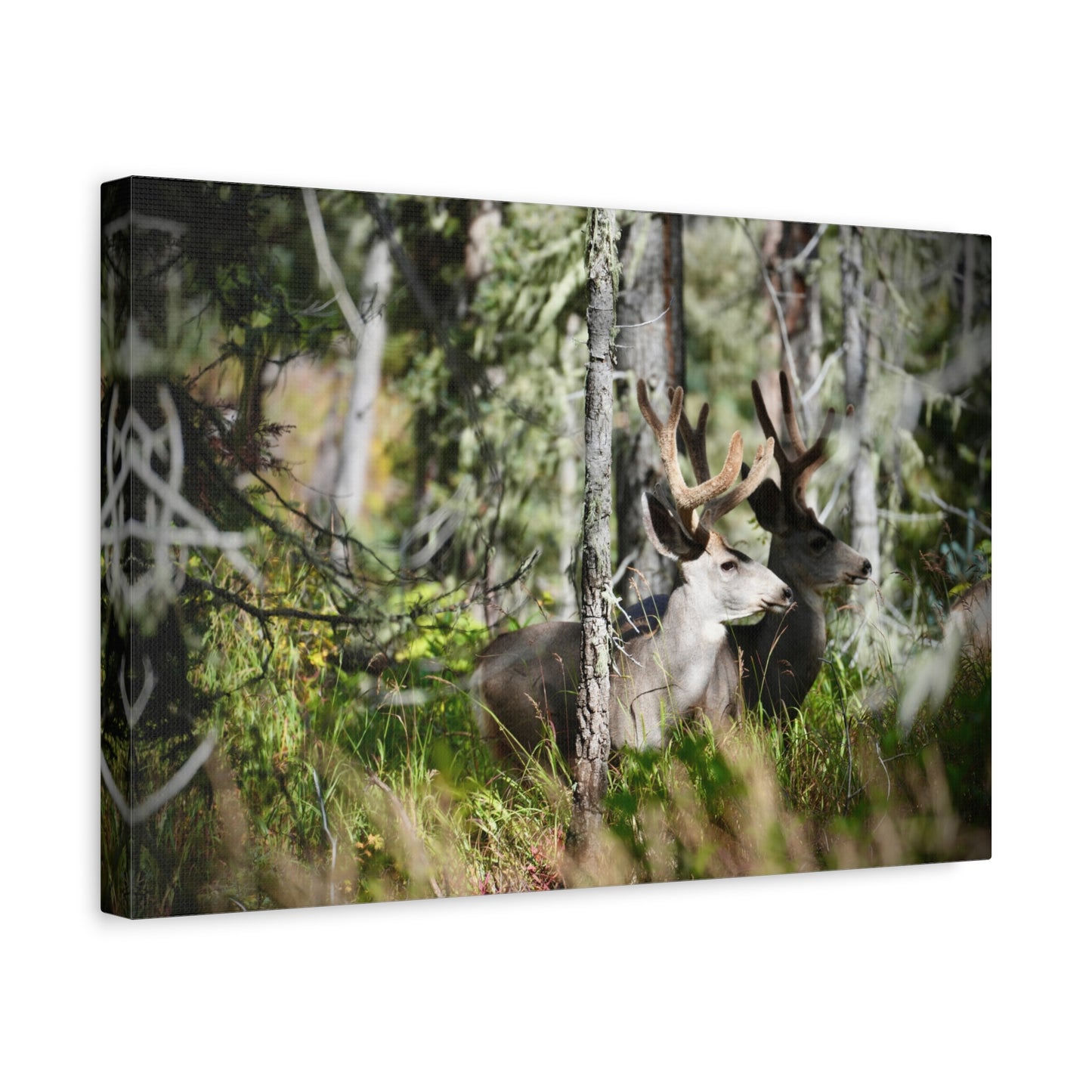 Deer in Woodland Matte Canvas Print — Stretched 1.25"
