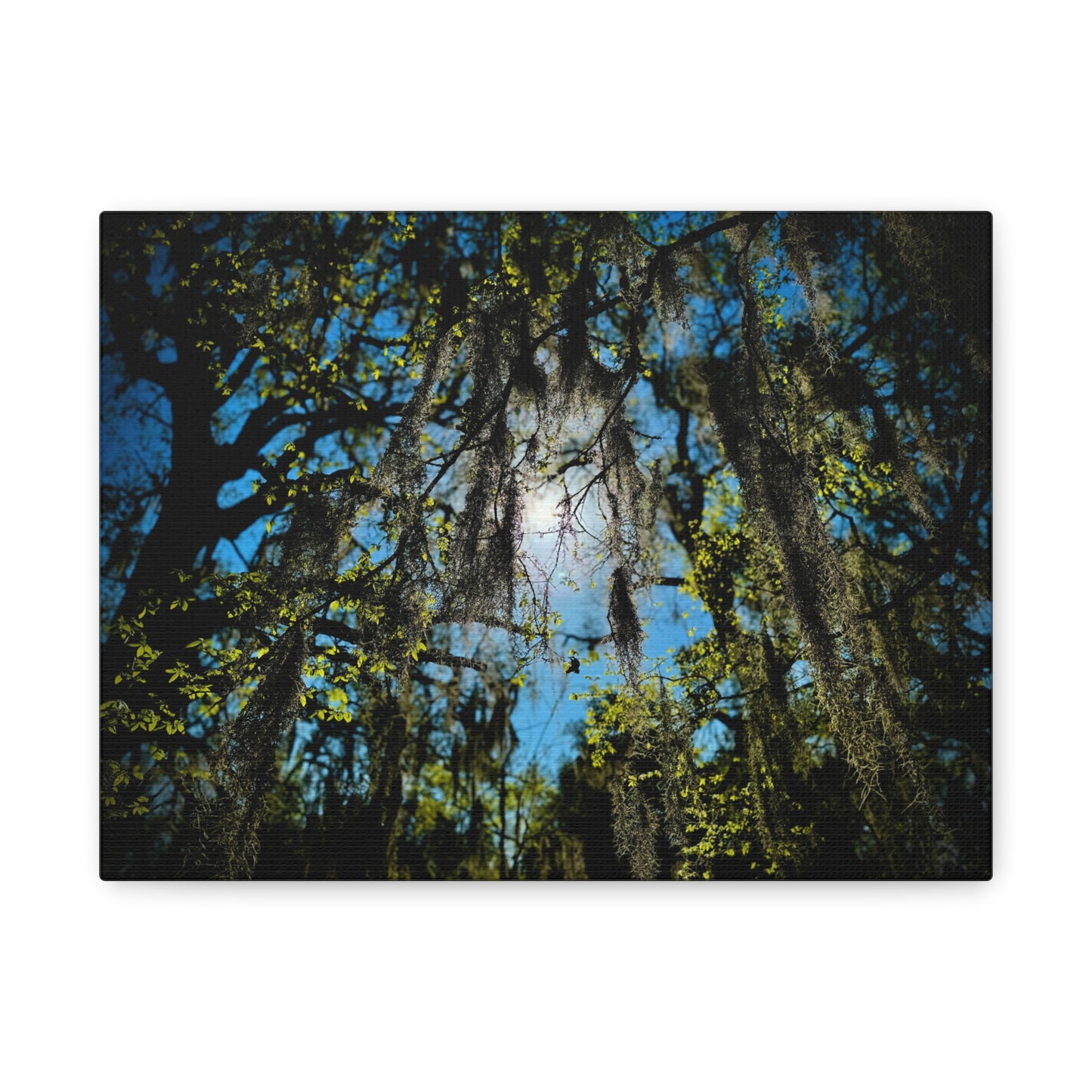 Spanish Moss Sunlight Matte Canvas Print — Stretched Wall Art (1.25")