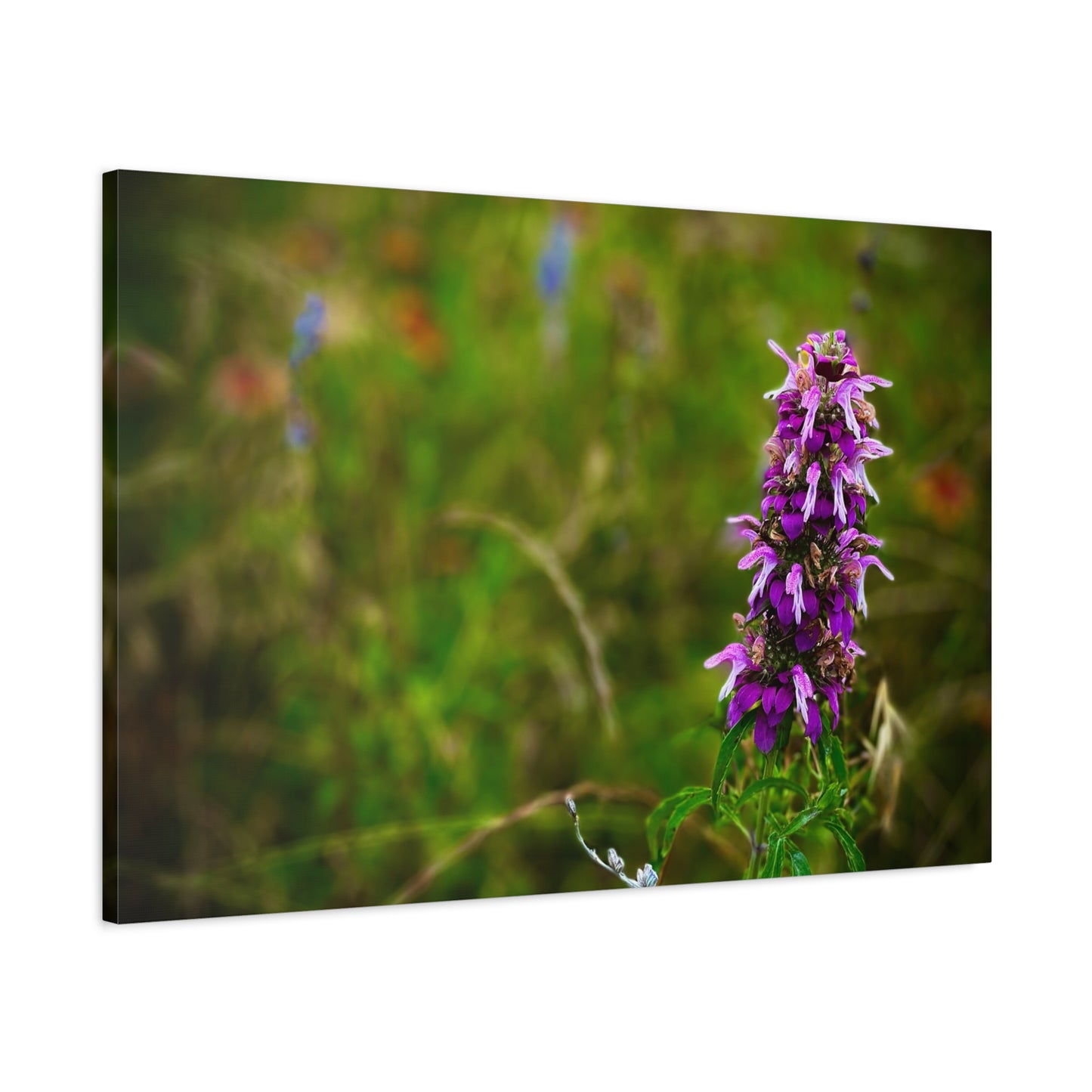 Wildflower Canvas Print — Purple Meadow Floral Wall Art (Matte Stretched)