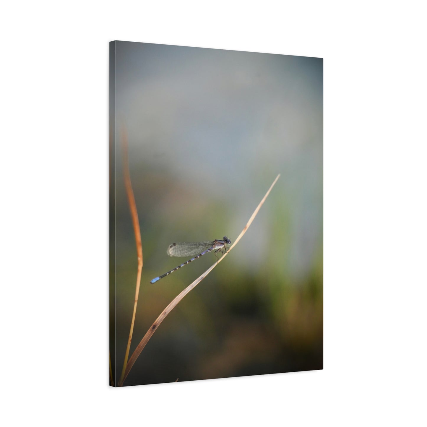 Dragonfly Meadow Matte Canvas Print – Stretched Wall Art