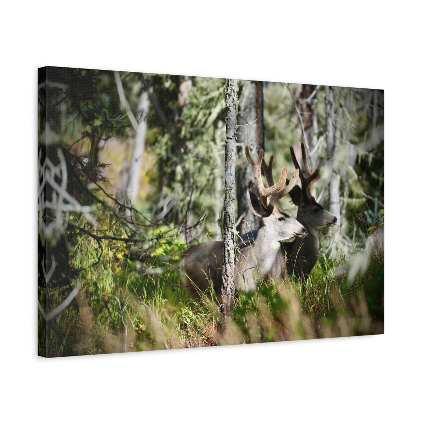 Deer in Woodland Matte Canvas Print — Stretched 1.25"