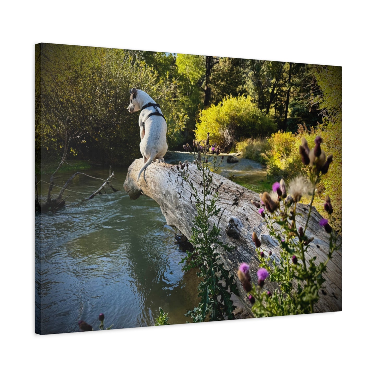 Scenic River Dog - Manxy - Canvas Print — Matte Stretched Wall Art