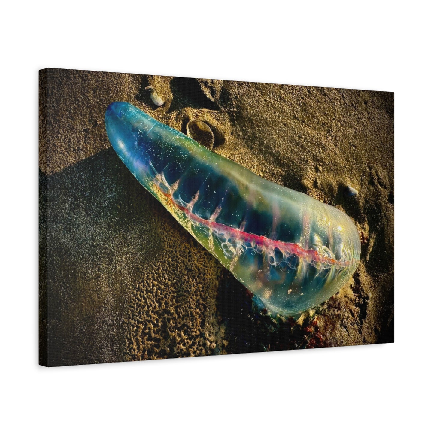 Blue Portuguese Man o' War Canvas Print — Beach Nautical Wall Art