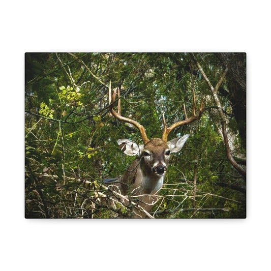 Deer in Forest Matte Canvas Wall Art — Stretched Nature Wildlife Print