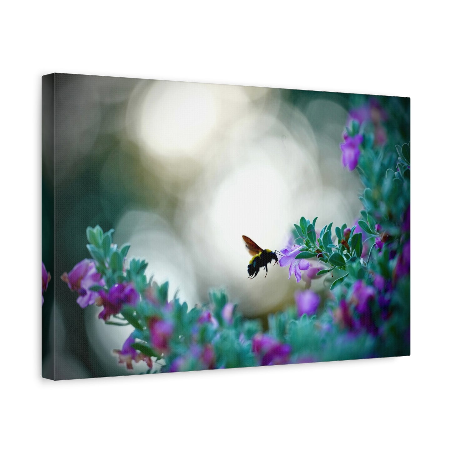 Bumble Bee in Bloom Matte Canvas Wall Art