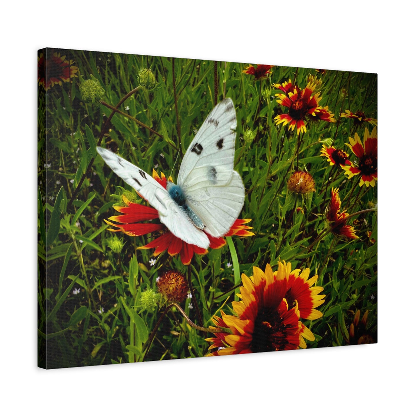 White Butterfly on Indian Blanket Wildflowers Matte Canvas Wall Art