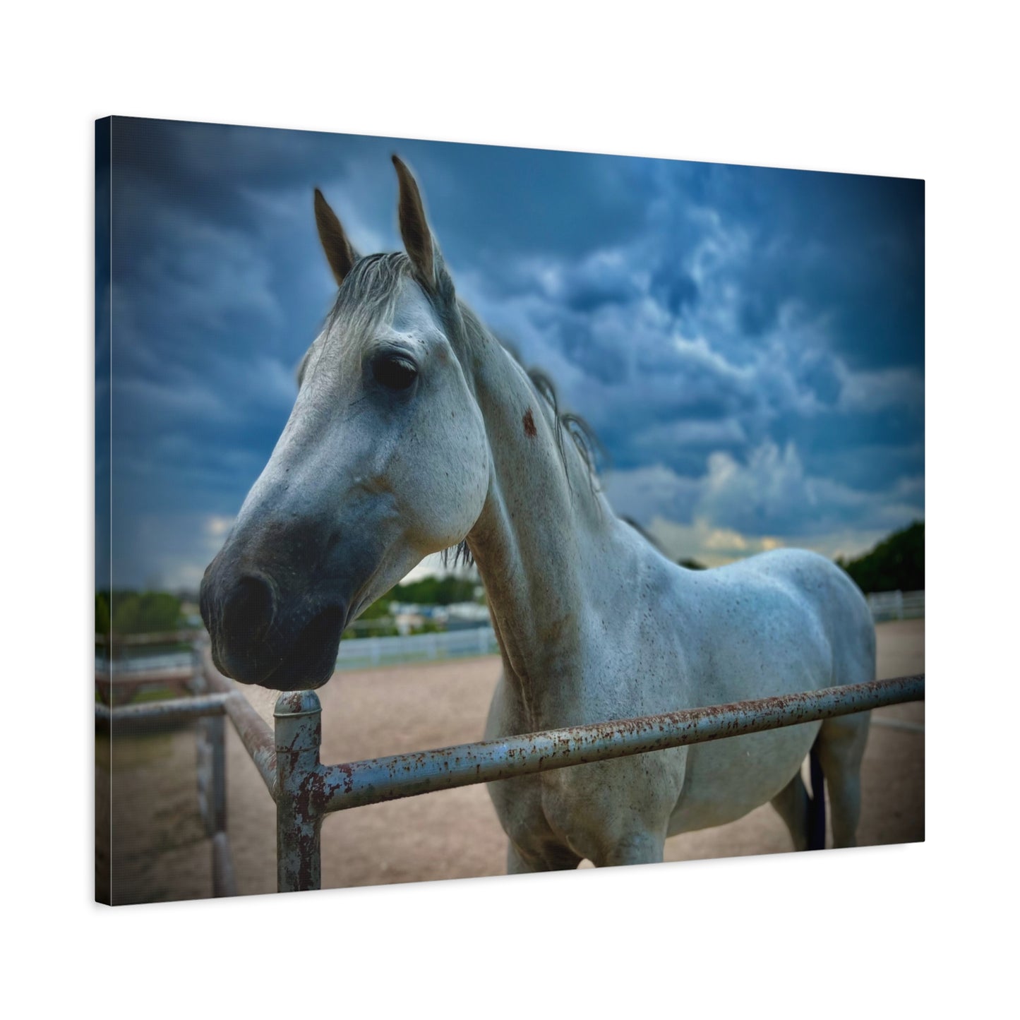 Stormy Sky White Horse - Coolio - Matte Canvas Print — Stretched Wall Art