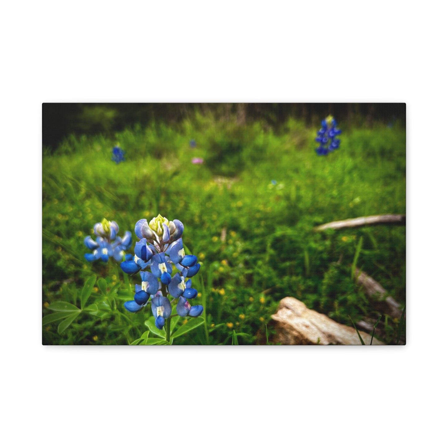Bluebonnet Field Canvas Wall Art — Matte Stretched Floral Print