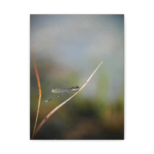 Dragonfly Meadow Matte Canvas Print – Stretched Wall Art