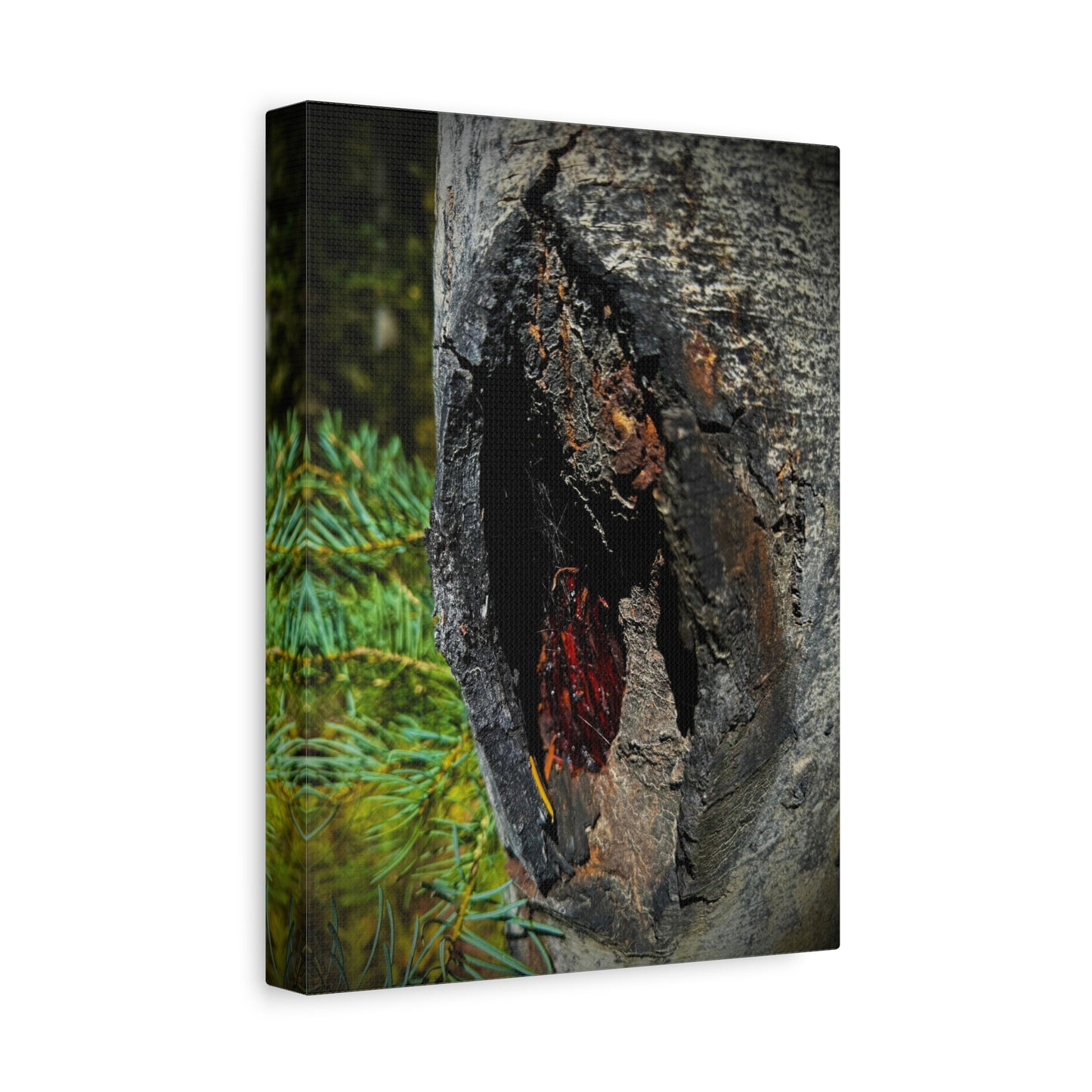 Tree Knot Close-Up Canvas Wall Art — Rustic Nature Photography Print
