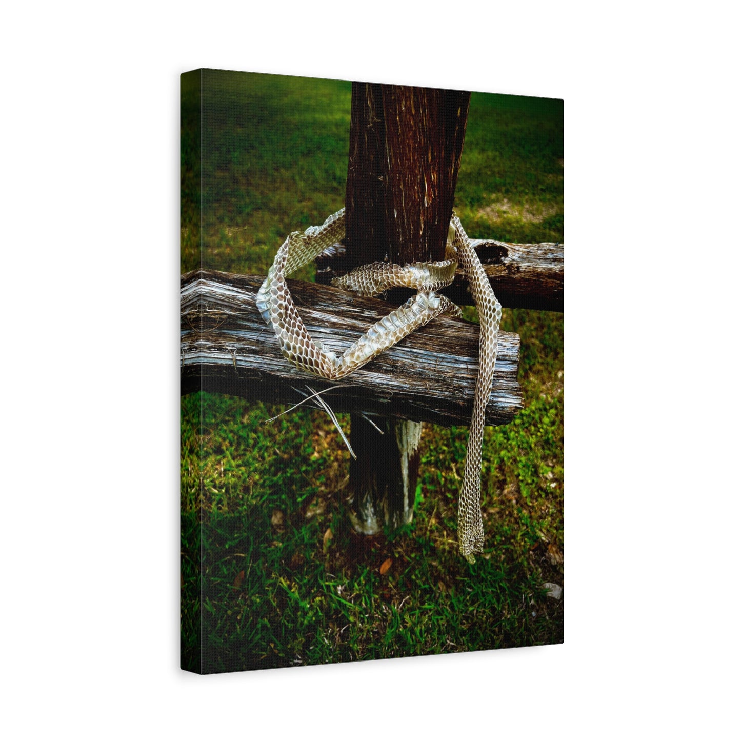 Snake Shed on Rustic Fence — Matte Stretched Canvas Wall Art