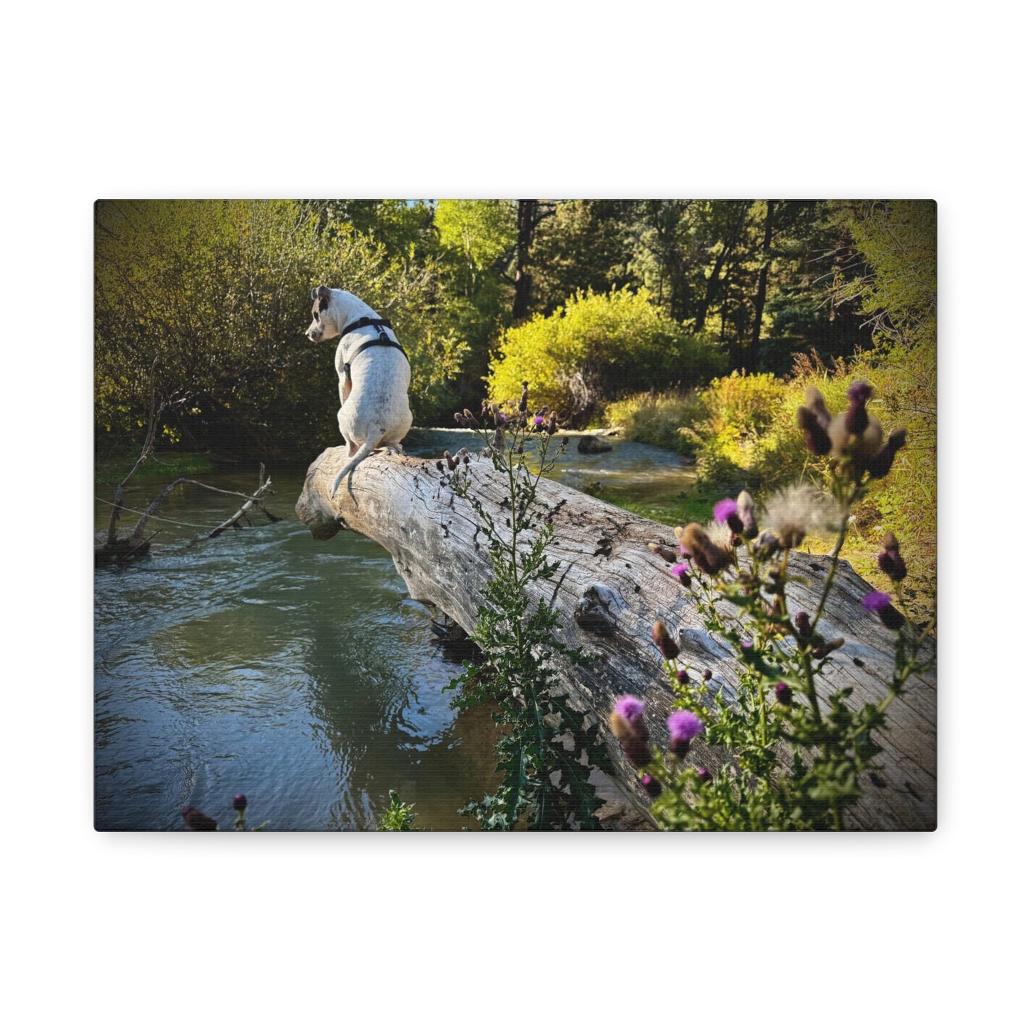 Scenic River Dog - Manxy - Canvas Print — Matte Stretched Wall Art