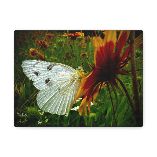 White Butterfly on Wildflower Canvas Print — Nature Wall Art, Garden Butterfly Photography